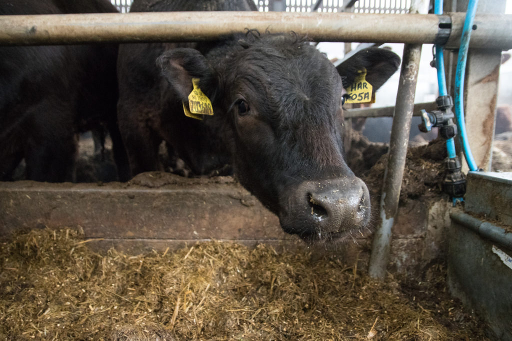 Big Oil Wants New York’s Cow Manure 